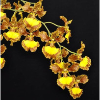 Oncidium  Pectorale var. caloglossum (gardneri)