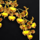 Oncidium  Pectorale var. caloglossum (gardneri)