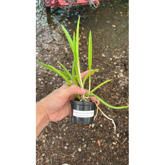 Brassavola Tuberculata x  C. Harrisoniana...