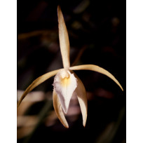 Brassavola Ceboleta x Martiana - Adultas