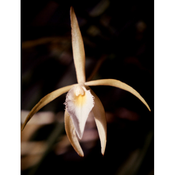 Brassavola Ceboleta x Martiana - florada precoce