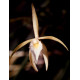 Brassavola Ceboleta x Martiana - florada precoce