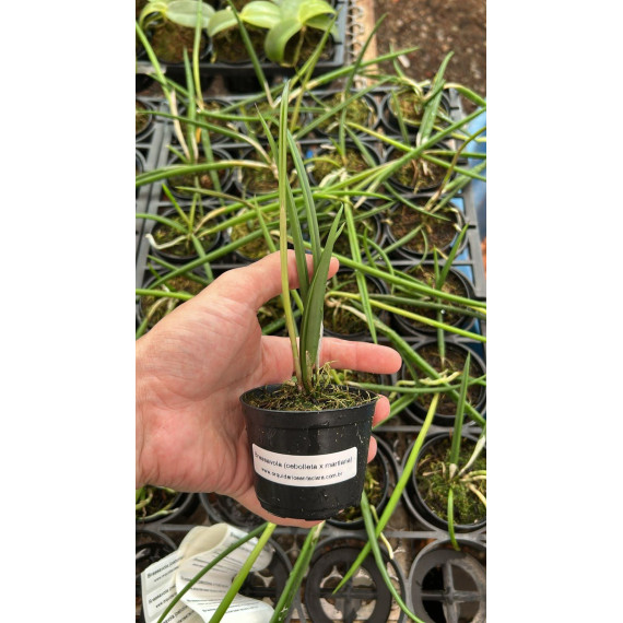 Brassavola Ceboleta x Martiana - florada precoce