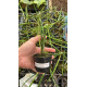 Brassavola Ceboleta x Martiana - Adultas