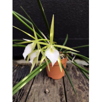 Brassavola Singapura (Nodosa x Martiana) - NBS