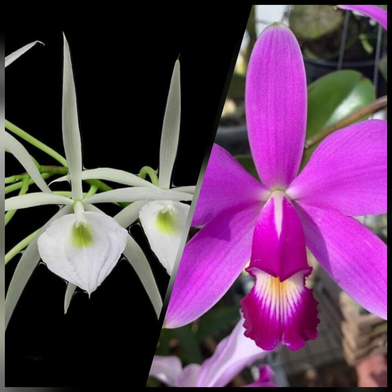 Brassavola Tuberculata x  C. Violácea S. Alba -...