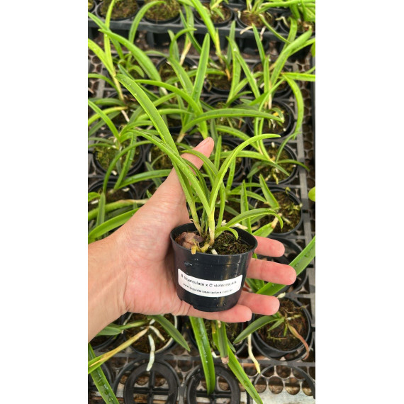 Brassavola Tuberculata x  C. Violácea S. Alba -...