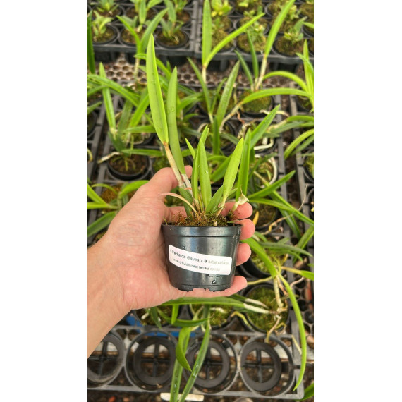 Brassavola Tuberculata x  C. Pedra da Gavea - NBS