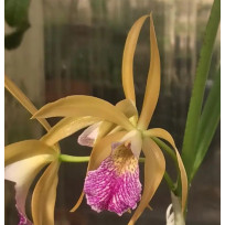 Brassavola Tuberculata x  C. Porphyroglossa - Espatando