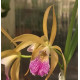 Brassavola Tuberculata x  C. Porphyroglossa - NBS
