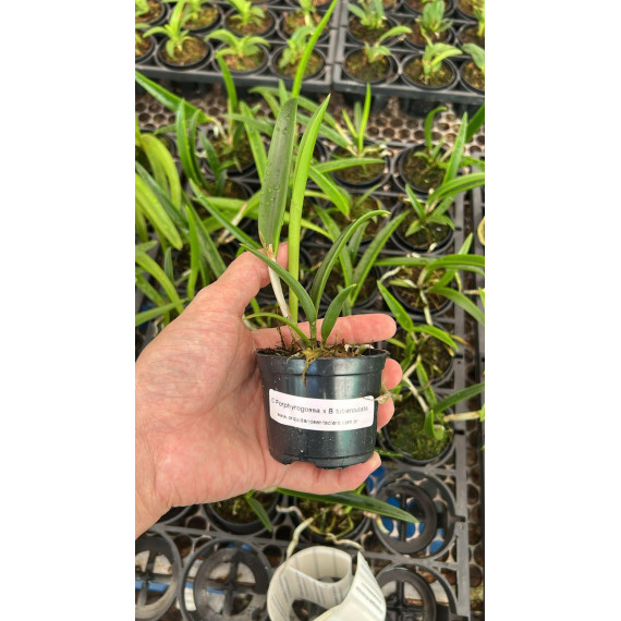 Brassavola Tuberculata x  C. Porphyroglossa -...