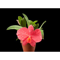 Sophronitis Wildfire (Coccinea x Wittigiana) - muda