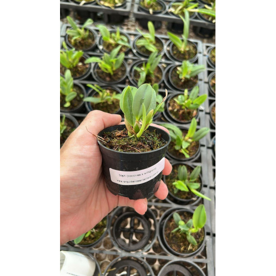 Sophronitis Wildfire (Coccinea x Wittigiana) -...