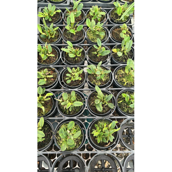 Kit 3 Espécies de Sophronits