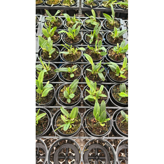 Kit 3 Espécies de Sophronits