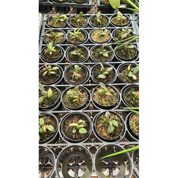 Sophronitis Alagoensis