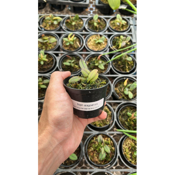 Sophronitis Alagoensis