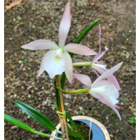 Brassavola Tuberculata x  C. Pedra da Gavea - NBS