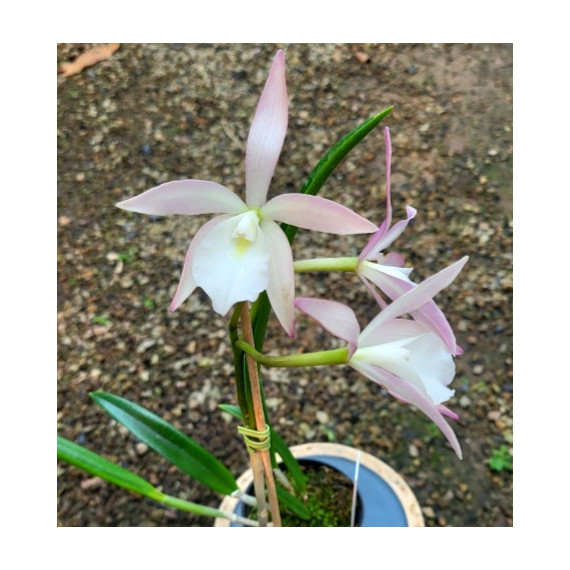 Brassavola Tuberculata x  C. Pedra da Gavea - AD