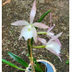 Brassavola Tuberculata x  C. Pedra da Gavea - AD