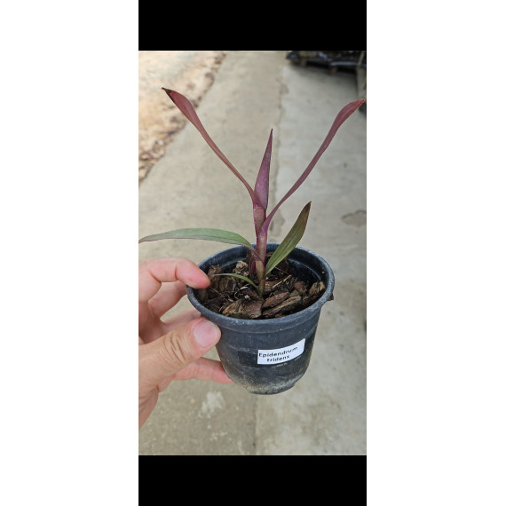 Epidendrum Tridens - NBS