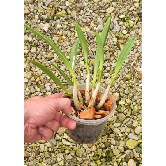 Laelia Briegeri - AD