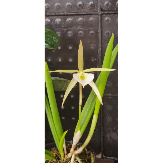 Brassavola Nodosa x Ceboleta (Florada Precoce)