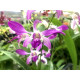 Dendrobium Anteloop Pink Red (denphal) -  NBS