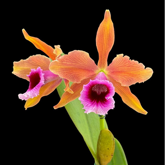 Laelia Tenebrosa "Hasegawa" - ESPATANDO