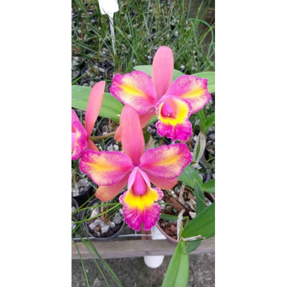 Blc. Shinit Ishikawa Alegro - AD