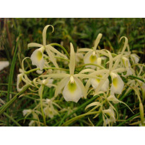 Brassavola Flagellaris - AD (no sanção)