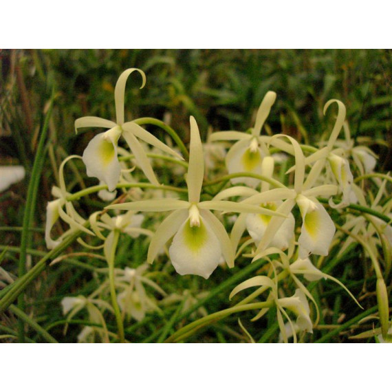 Brassavola Flagellaris - AD (no sanção)