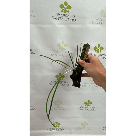 Brassavola Flagellaris - AD (no sanção)