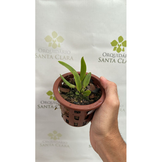 Sophronitis var. Arizona - AD