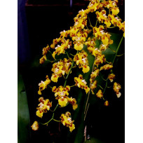 Baptistonia Venusta -T3