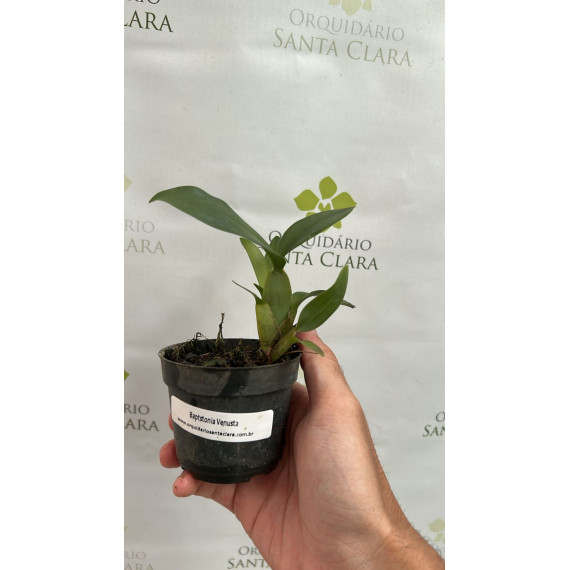 Baptistonia Venusta -T3