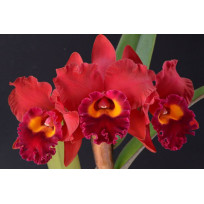 Potinara Red Crab - AD