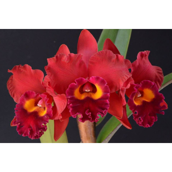 Potinara Red Crab - AD