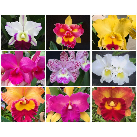 Cattleya "Surpresa" Adulta - UN