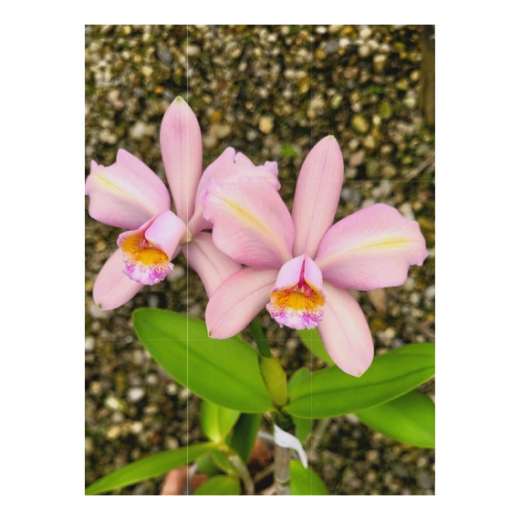 Cattleya XVenosa  - Ad