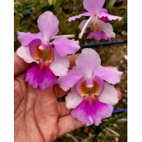 Vanda Miss Joaquim - AD