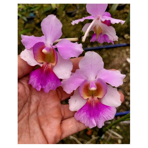 Vanda Miss Joaquim - AD