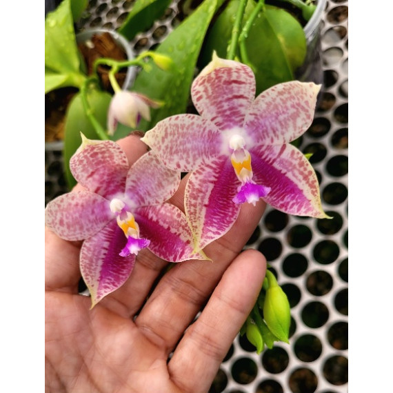 Phalaenopsis Lyndon Mix Zebra "819" - Perfumada...