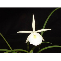 Brassavola Gardnerii - AD