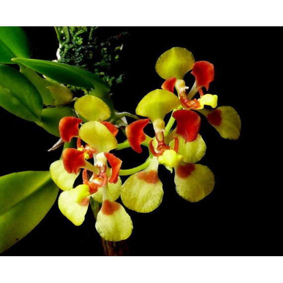 Oncidium Coloratum - AD