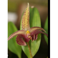 Bulbophyllum Galaxy Star  - AD
