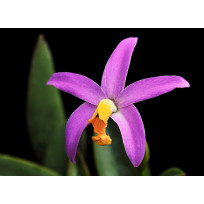 Laelia Lucasiana - AD