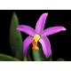 Laelia Lucasiana - AD