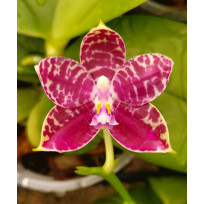 Phalaenopsis Lyndon Mix Zebra "709" (Perfumada)