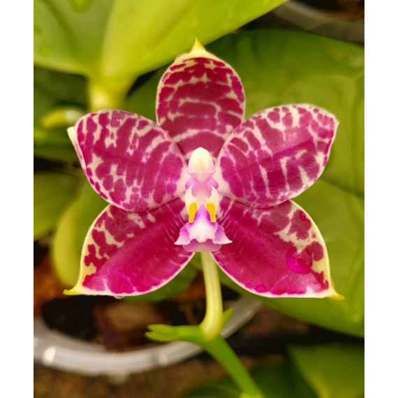 Phalaenopsis Lyndon Mix Zebra "709" - INICIANDO HASTE (Perfumada)